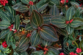Ludochilus Sea Turtle Jewel Orchid – Live Plant in 4" Pot