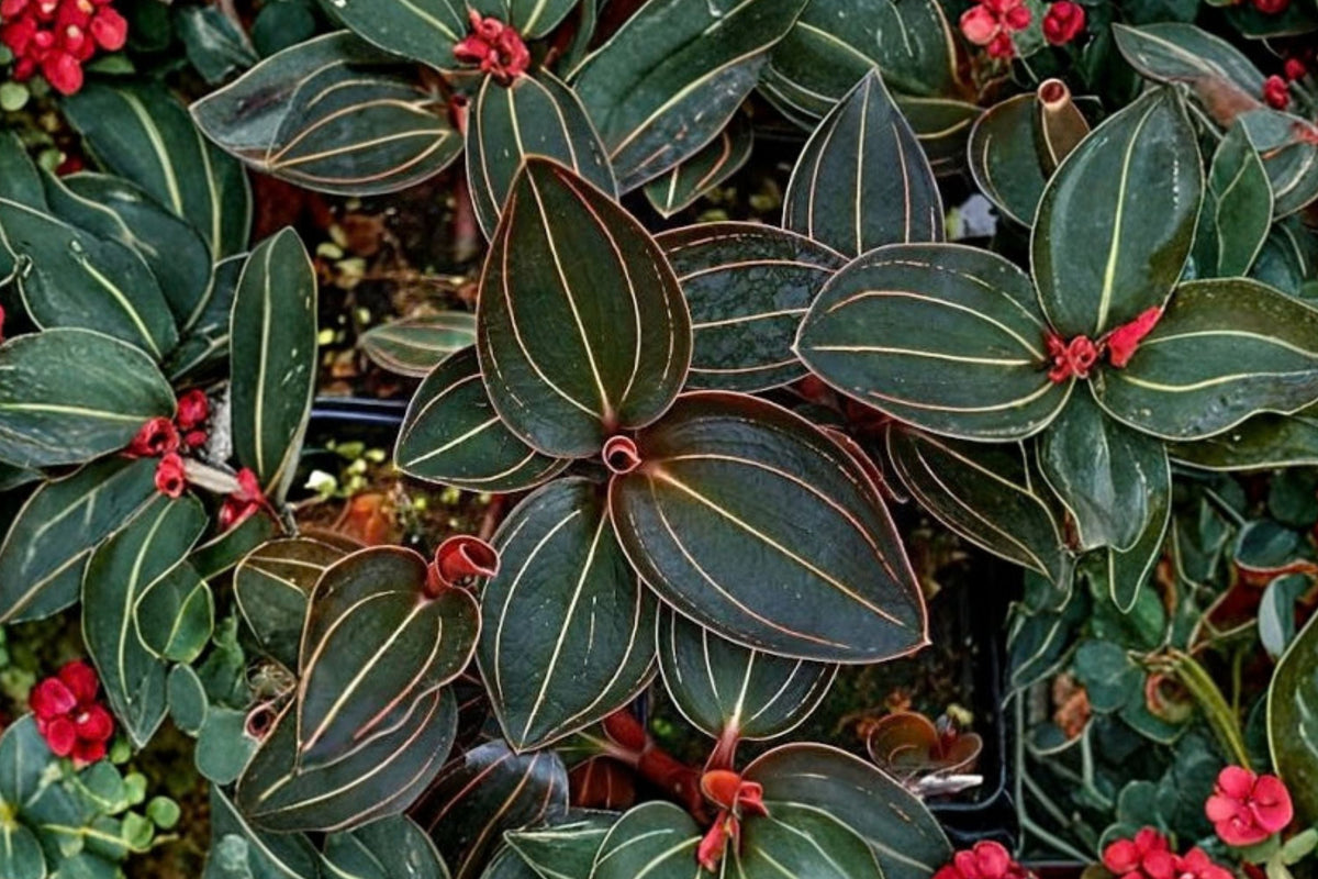 Ludochilus Sea Turtle Jewel Orchid – Live Plant in 4" Pot