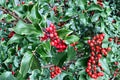 Dwarf Holly Berry Tree - Ilex Live Evergreen Shrub in Medium Pot