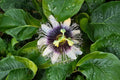 Yellow Passion Fruit Vine Passiflora edulis - Bare Root Live Plant 5-8 Inches