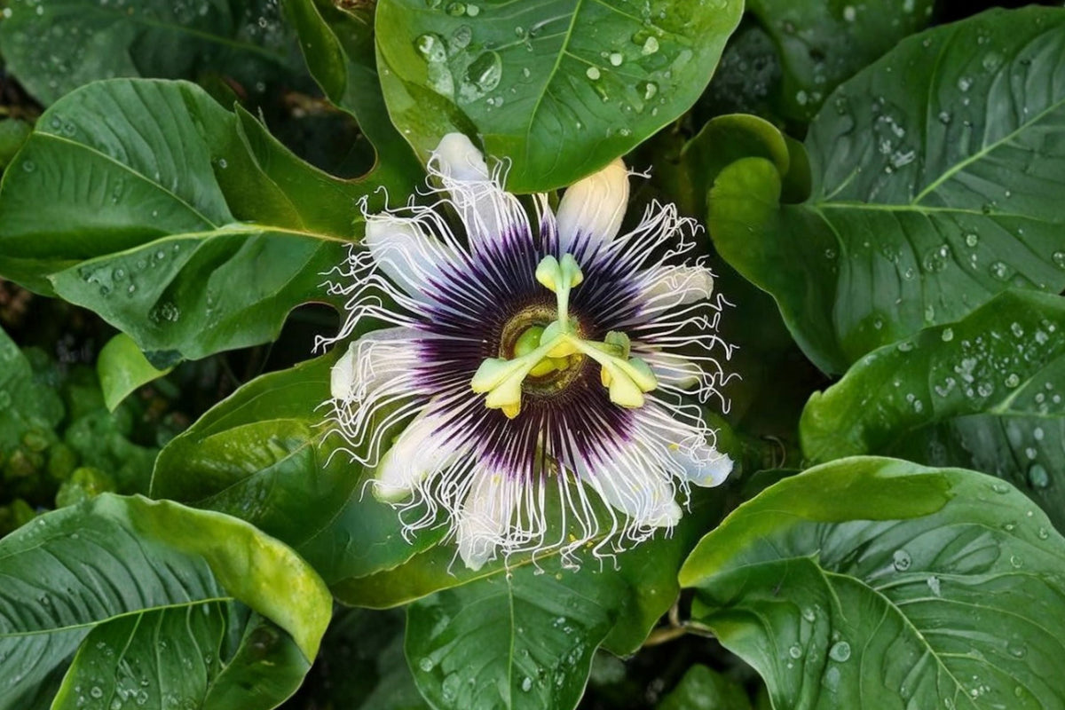 Yellow Passion Fruit Vine Passiflora edulis - Bare Root Live Plant 5-8 Inches
