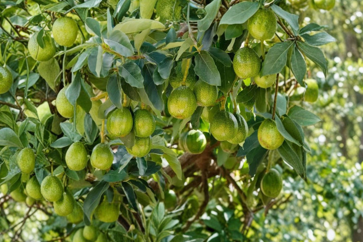 Marcus Pumpkin Avocado Tree – Live Persea americana Rare Avocado Variety
