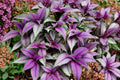 Persian Shield Live Plant - Strobilanthes dyerianus (4-Inch Pot) Purple & Silver Foliage