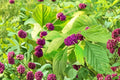 Callicarpa americana American Beautyberry – 8 Fresh Unrooted Cuttings (6–8 in)