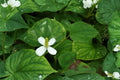 Fish Mint Houttuynia cordata Bare Root - 10 Plants, Vietnamese Diếp Cá, Edible Asian Herb