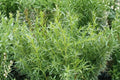 Tarragon Live Herb Plants - 3 Rooted Perennial Starters (Artemisia dracunculus)