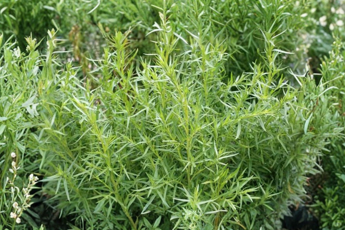 Tarragon Live Herb Plants - 3 Rooted Perennial Starters (Artemisia dracunculus)