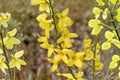 Lynwood Forsythia Live Plant 1 Gallon Pot - Forsythia intermedia 'Lynwood Gold' | Bright Yellow Spring Flowers