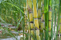 Sugarcane Live Plants – 3 Rooted Cuttings, Sweet Sugar Cane, Yellow & Green Tropical Grass