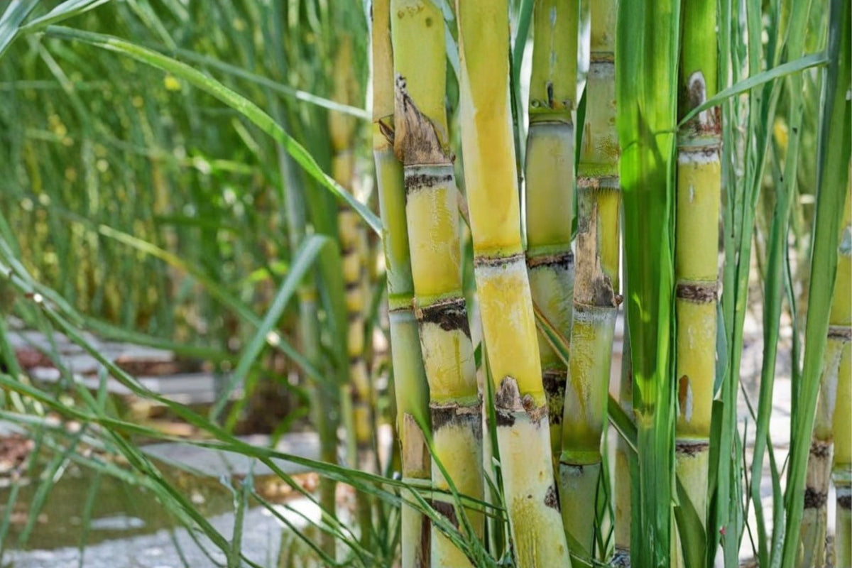 Sugarcane Live Plants – 3 Rooted Cuttings, Sweet Sugar Cane, Yellow & Green Tropical Grass