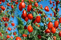 Goji Berry Live Plant - 3+ Year Old Wolfberry, Established 15+ Inch Semi-Bare Root Perennial
