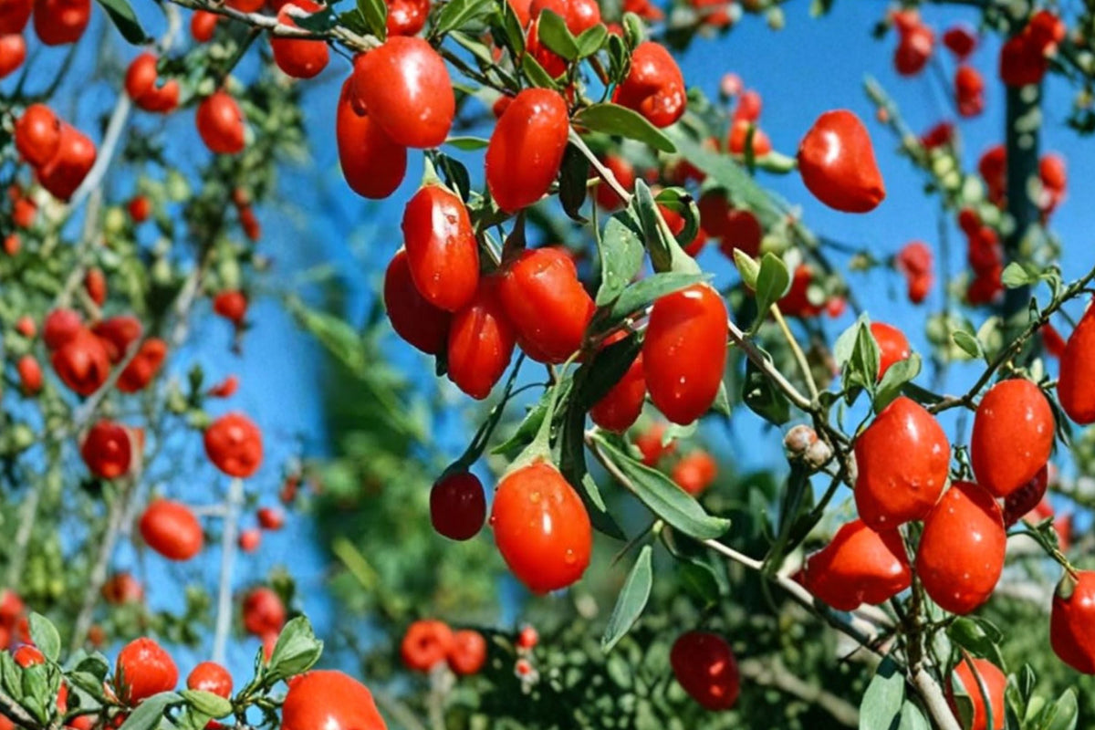 Goji Berry Live Plant - 3+ Year Old Wolfberry, Established 15+ Inch Semi-Bare Root Perennial