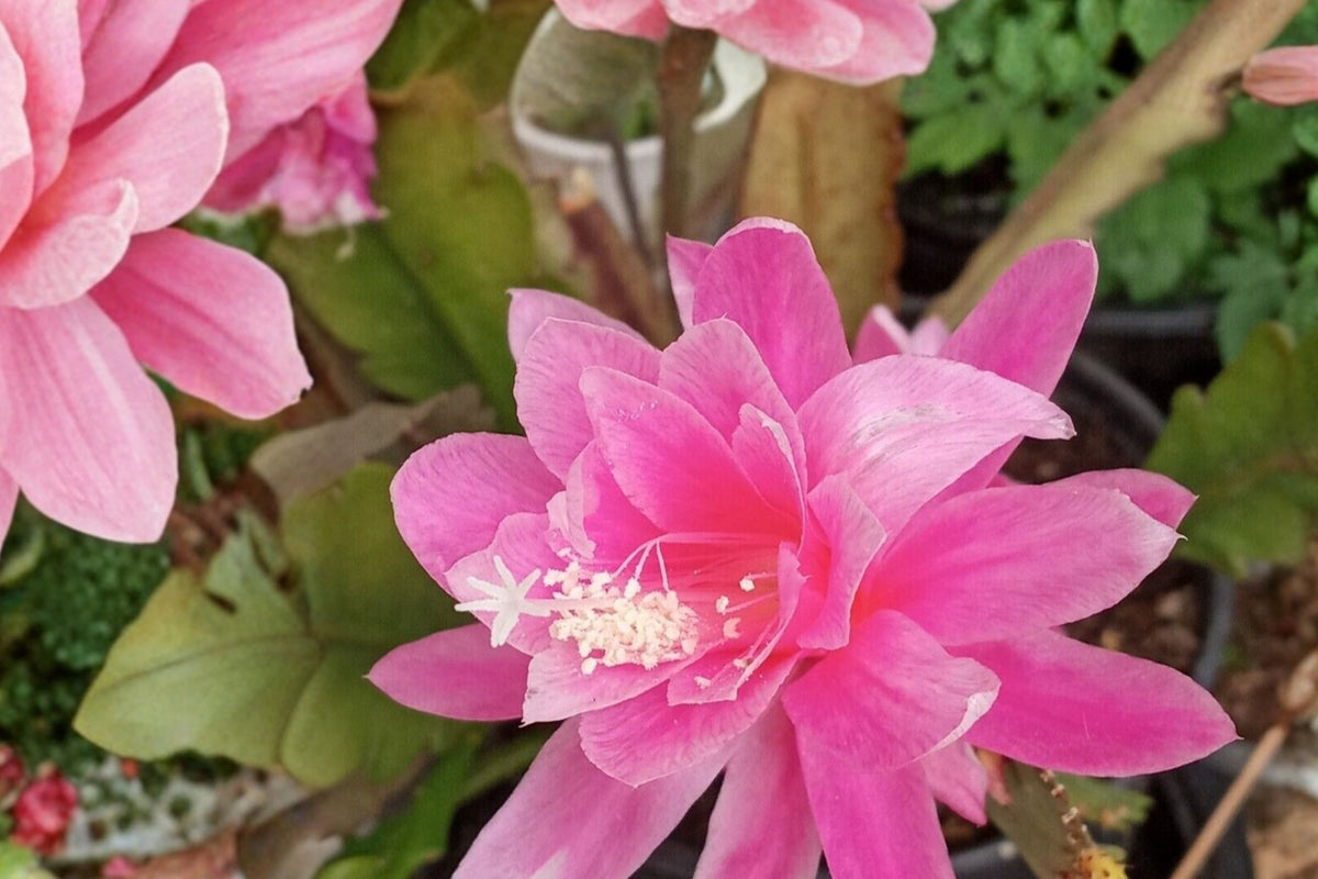 German Empress Epiphyllum Unrooted Cutting – 6+ Inches, Pink Flowering Orchid Cactus