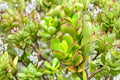 Crosby's Jade Plant - Crassula ovata Cutting (17–24 in) Bare Root Bonsai-Style + Bonus Cutting