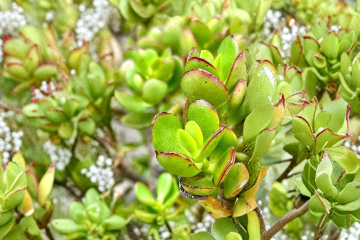 Crosby's Jade Plant - Crassula ovata Cutting (17–24 in) Bare Root Bonsai-Style + Bonus Cutting
