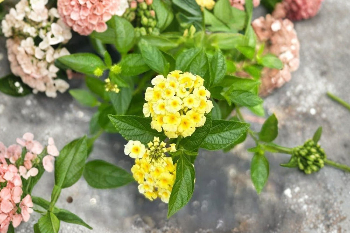Lantana Lemon Drop Live Plants - 2 Starter Plugs (Pale Yellow Flowers) - Heat-Tolerant Pollinator Perennial