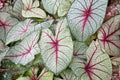 White Queen Caladium – 2 Live Planting Bulbs (1-1.5" Tubers) – White, Pink & Red Fancy Leaf Foliage