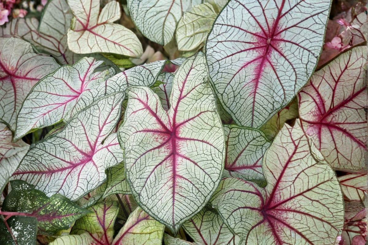 White Queen Caladium – 2 Live Planting Bulbs (1-1.5" Tubers) – White, Pink & Red Fancy Leaf Foliage