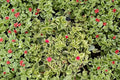 Variegated Dorotheanthus Live Plant - Mezoo Trailing Red Succulent, 4-Inch Pot