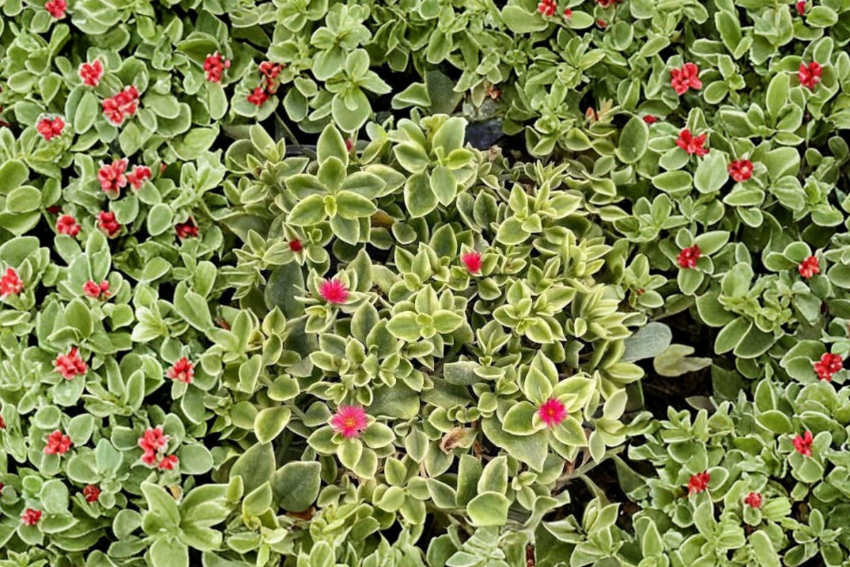 Variegated Dorotheanthus Live Plant - Mezoo Trailing Red Succulent, 4-Inch Pot