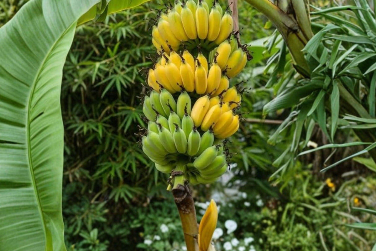 Gran Nain Banana – 10 Live Starter Plants (3–6 inch Bare Root Banana Plugs) – Sweet Cavendish