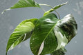 Philodendron White Princess Live Plant – 4-Inch Nursery Pot (Rare Variegated Tropcial Houseplant)