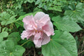 Confederate Rose Hibiscus 5 Live Unrooted Cuttings ~6" - Hibiscus mutabilis Double Pink Flowers