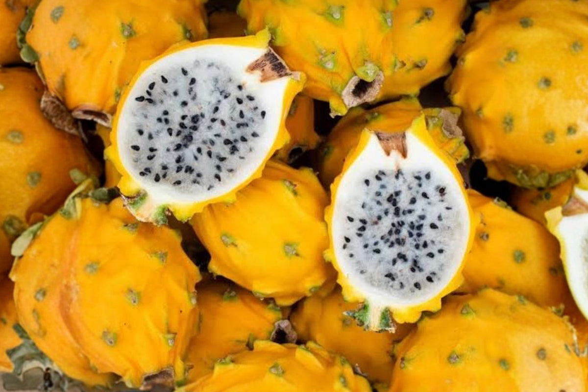 Yellow Dragon Fruit (Selenicereus megalanthus) - 2 Live Rooted Starter Plants