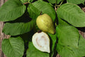 Mexican Cream Guava - 1 Live Potted Fruit Tree (1 Gallon Pot) Psidium guajava