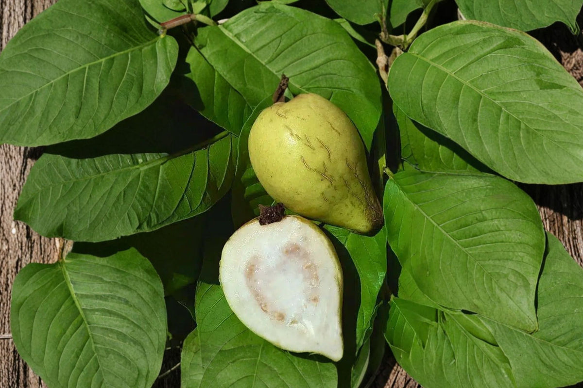 Mexican Cream Guava - 1 Live Potted Fruit Tree (1 Gallon Pot) Psidium guajava