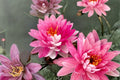 Fuchsia Pink Hardy Water Lily - 1 Live Aquatic Rhizome (4–10 Inch) Pond Plant