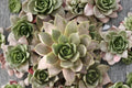 Sempervivum SuperSemp Amethyst - 1 Live Cold Hardy Succulent (Hens & Chicks) 3.5-Inch Display