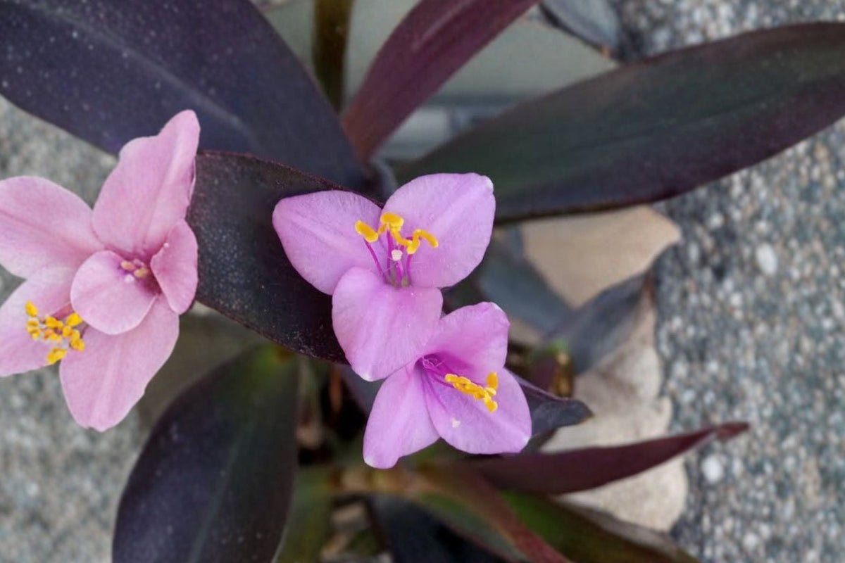 Purple Heart Tradescantia Pallida Cuttings - 15 Live Plant Cuttings