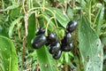 Black Java Plum 1 Live Fruit Tree (6–10 Inch) Syzygium cumini Starter Plant