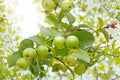Pink Guava Tree - 1 Live Seedling (Approx. 10"), Potted Psidium guajava Ready to Plant
