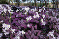 Oxalis Ebony Purple Shamrock - 1 Live Bare-Root Plant (4–6 in) - Indoor Ornamental
