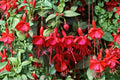 Marinka Fuchsia Plants - 2 Live Hybrid Fuchsia in 5" Pots, Trailing Ornamental for Hanging Baskets & Patio