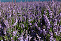 Phenomenal Lavender Plants - Live Starter Plants, 4–8" Tall, No Pot