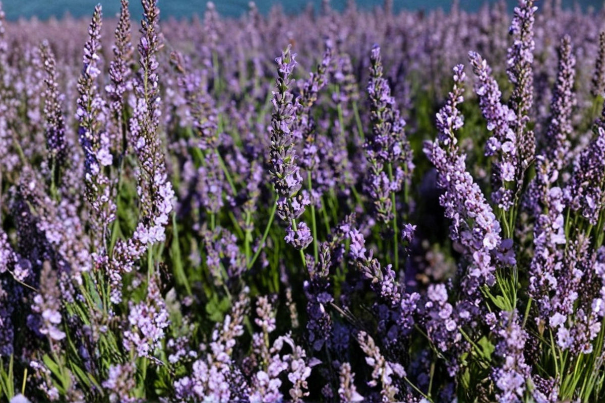 Phenomenal Lavender Plants - Live Starter Plants, 4–8" Tall, No Pot