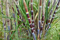 Purple Sugarcane Saccharum officinarum Live Plants — 3-4 Plants in 6-Inch Pot
