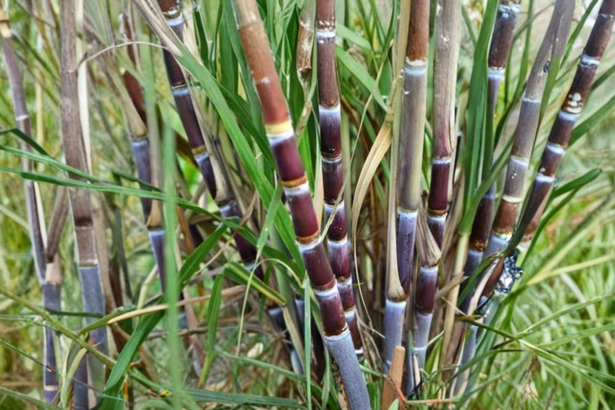 Purple Sugarcane Saccharum officinarum Live Plants — 3-4 Plants in 6-Inch Pot
