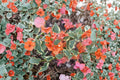 Bougainvillea Bambino Burnt Orange – Live Rooted Starter Plant, In-Pot | Tropical Flowering
