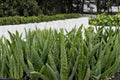 Organic Aloe Vera Live Potted Starter Plant 6-8" Tall | 2.5 x 3.5 Pot