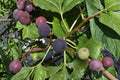 Chicago Hardy Fig Tree - Ficus carica Live Fruit Tree, 3 Gallon Pot, ~36” Tall, Cold Hardy