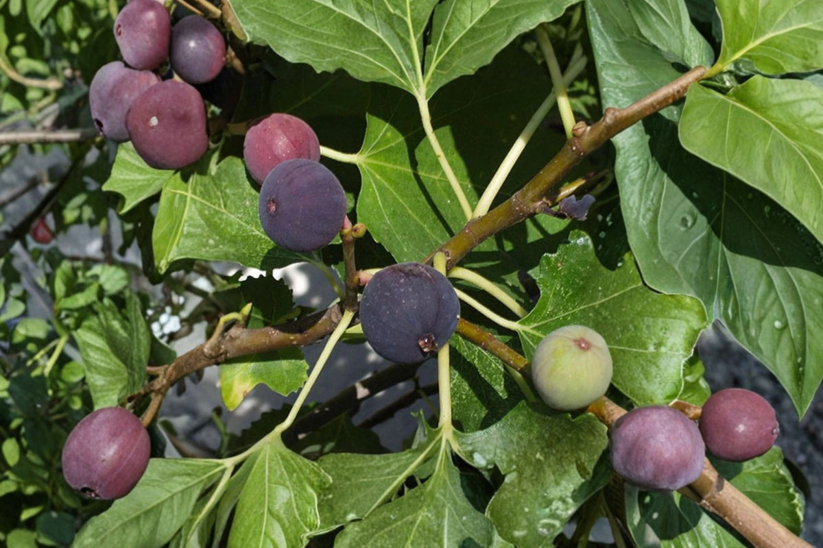 Chicago Hardy Fig Tree - Ficus carica Live Fruit Tree, 3 Gallon Pot, ~36” Tall, Cold Hardy