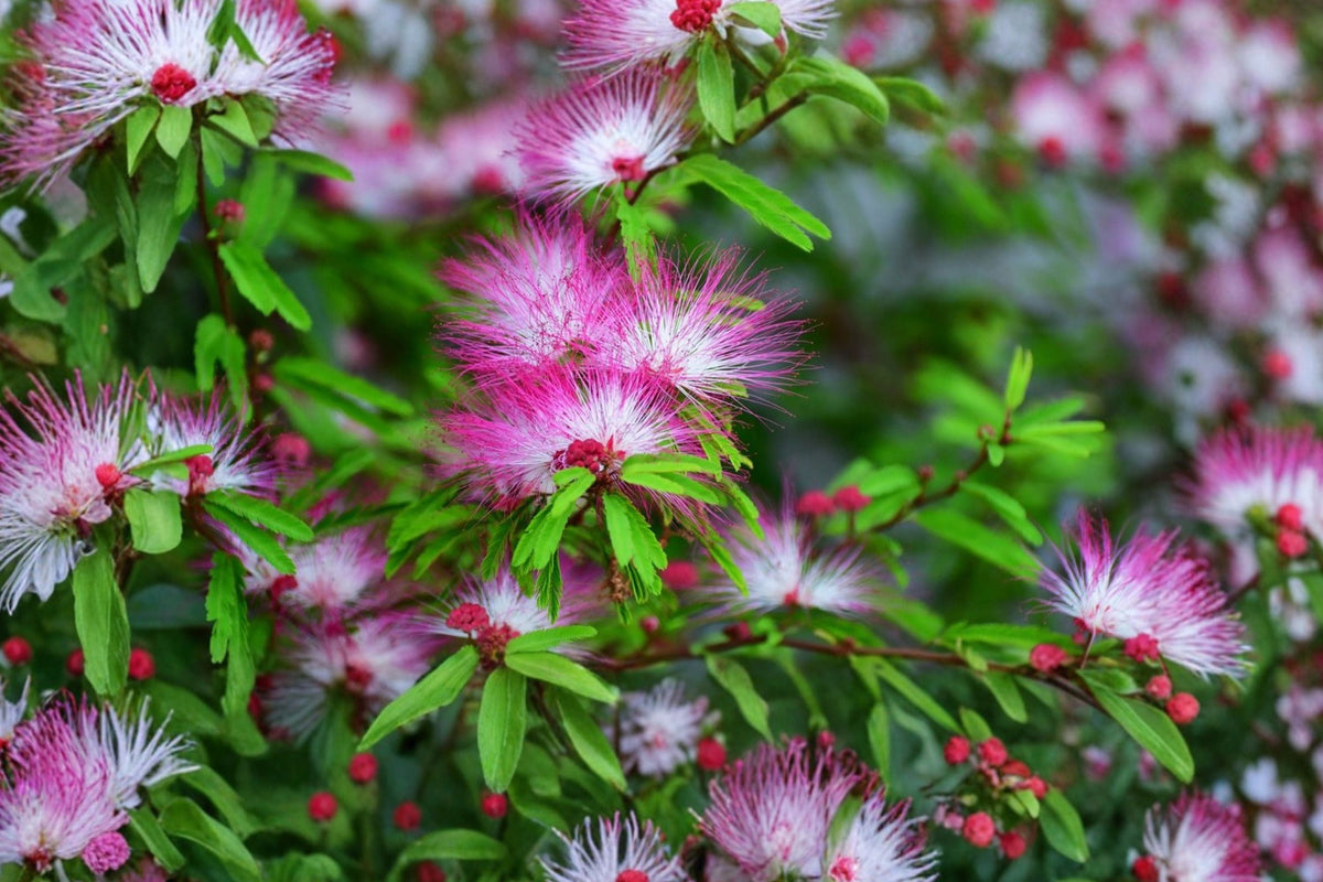 Pink Mimosa Tree Albizia julibrissin Seedling | 6-12" Tall Starter Plant