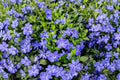 Vinca Periwinkle Plants - Trailing Ground Cover, 3–6 Inches, 2 Potted Plants