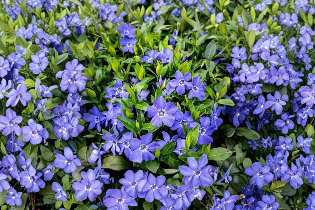 Vinca Periwinkle Plants - Trailing Ground Cover, 3–6 Inches, 2 Potted Plants