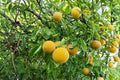 Hardy Orange Trees (Poncirus trifoliata) - Rooted Seedlings, Approx. 8" Tall