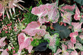 Thai Beauty Caladium – Live Rooted Aroid Plant (4-Inch Pot) Pink Green Translucent Foliage